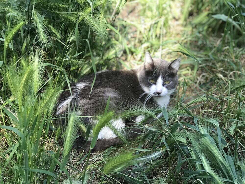 cat in sanctuary grass