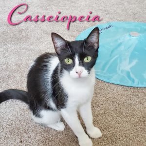 Casseiopeia